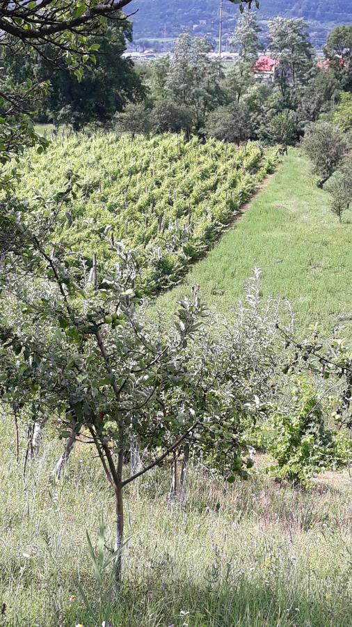 Vila Casa Livada Bunicii Tîrgu Ocna Exteriér fotografie