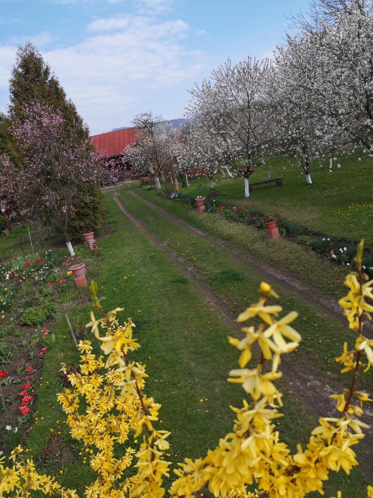 Vila Casa Livada Bunicii Tîrgu Ocna Exteriér fotografie